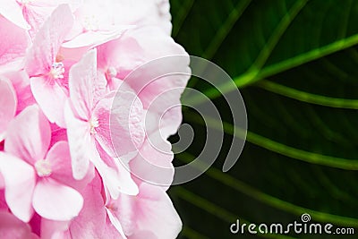 Blossom hydrangea - pink flower and green leaf on a white background. Stock Photo