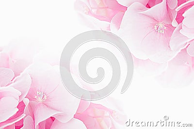 Blossom hydrangea - pink flower on a white background. Stock Photo