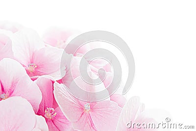 Blossom hydrangea - pink flower on a white background. Stock Photo