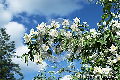 Blossom jasmine bush Stock Photo