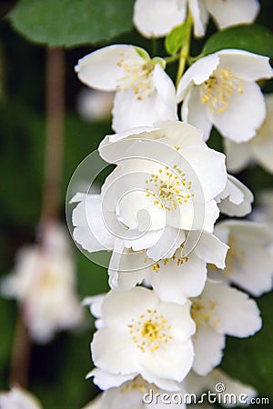 Blossom jasmine flowers on bunch Stock Photo