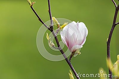 Blossom magnolia branch Stock Photo