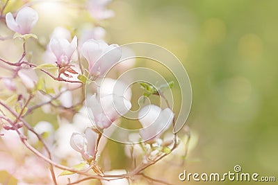 Blossom magnolia branch Stock Photo