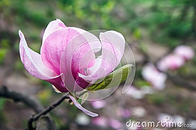 Blossom of Magnolia tree. Beautiful pink magnolia flower on natural abstract soft floral background. Spring flowers in the Botanic Stock Photo