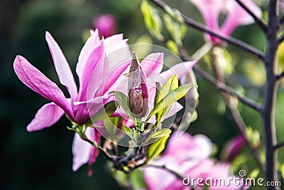 Blossom of Magnolia tree. Beautiful pink magnolia flower on natural abstract soft floral background. Spring flowers in the Botanic Stock Photo