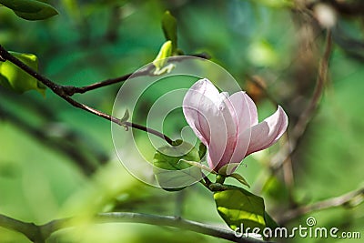 Blossom of Magnolia tree. Beautiful pink magnolia flower on natural abstract soft floral background. Stock Photo