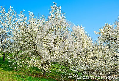 Blossom magnolia trees with flowers Stock Photo