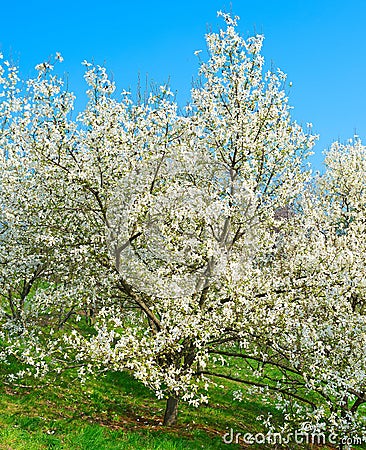 Blossom magnolia trees with flowers Stock Photo