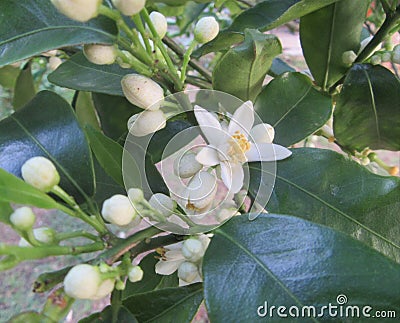 Blossom on Naartjie Tree Stock Photo