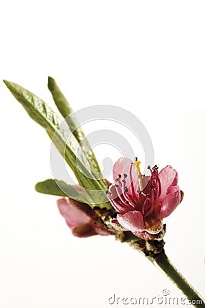 Blossom of peach-tree (Prunus persica), close-up Stock Photo