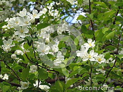 Blossom peartree Stock Photo