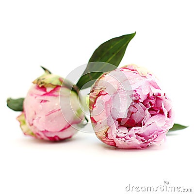 Blossom peony flowers, floral background Stock Photo