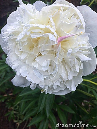 Blossom peony Stock Photo