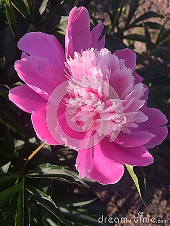 Blossom peony Stock Photo