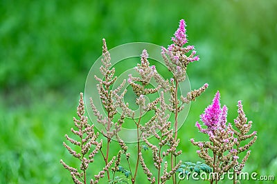 Blossom pink Astilbe flower a on a green background in summer Stock Photo