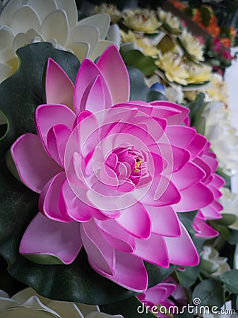 Blossom pink water lilly with beautiful petals Stock Photo