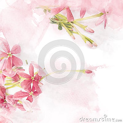 Blossom pink flower Rangoon creeper Stock Photo