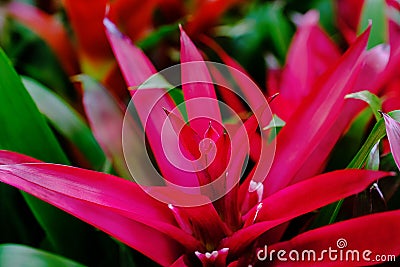 Blossom of pink Guzmania Bromelia. Sale. Pot plants, indoor plants, tropical plants. Several plants are located in the photograph Stock Photo