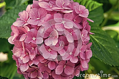 Blossom of pink hydrangea close up. Gorgeous hydrangea blooming. Tender flowers soft little petals. Perfume aroma Stock Photo