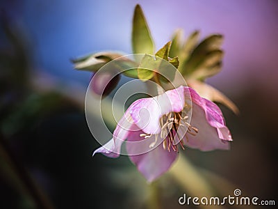 Blossom of a pink lenten rose Helleborus orientalis in spring with beautiful colors Stock Photo