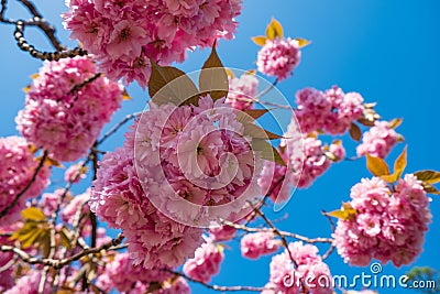 Blossom of pink sakura flowers on a cherry tree branch in spring. Macro close up shot Stock Photo