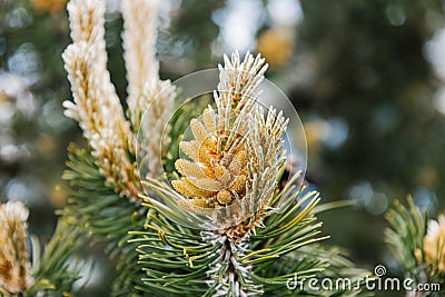 Blossom of Pinus mugo. Male pollen producing strobili. New shoots in spring of dwarf mountain pine. Conifer cone. Yellow Stock Photo
