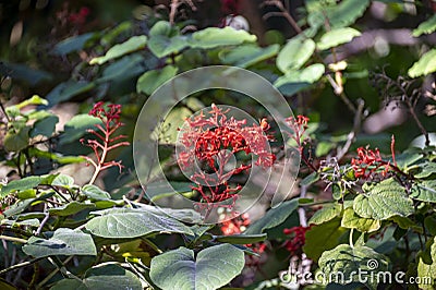 Red clerodendrum buchananii flowers in botalical garden Stock Photo