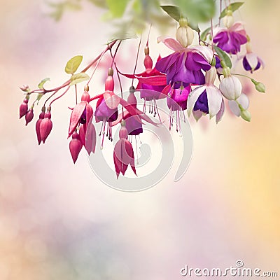 Red and Purple Fuchsia Flowers Stock Photo