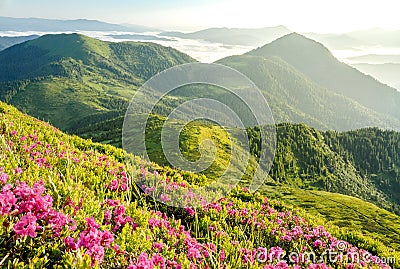 Blossom of rhododendron Stock Photo