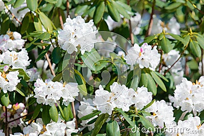 Blossom Rhododendron irroratum tree in spring time Stock Photo