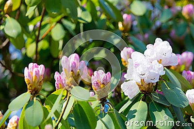 Blossom Rhododendron irroratum tree in spring time Stock Photo