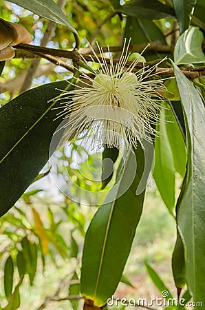 Blossom Of The Rose Apple Tree Stock Photo