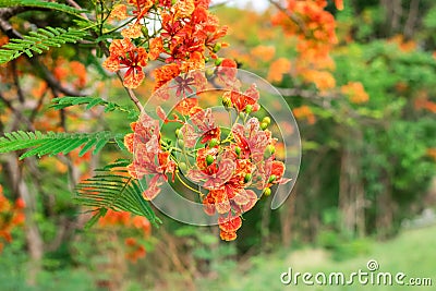 Blossom Royal Poinciana or Flamboyant Delonix regia flowers Stock Photo