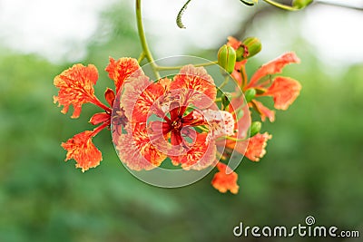Blossom Royal Poinciana or Flamboyant Delonix regia flowers Stock Photo