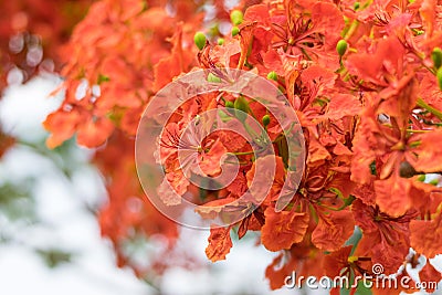 Blossom Royal Poinciana or Flamboyant Delonix regia flowers Stock Photo