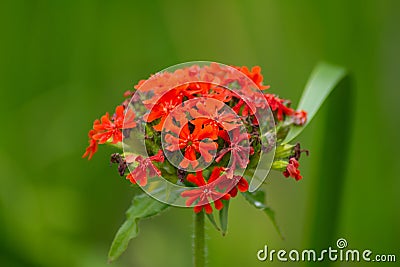 a blossom of the scarlet lychnis Stock Photo