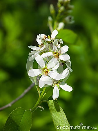 Blossom of serviceberry tree with bokeh background close-up, selective focus, shallow DOF Stock Photo