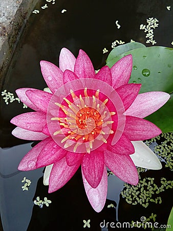 Blossom Siam Ruby lotus in a pond Stock Photo