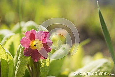 Blossom of spring flowers - Primula juliae. Spring closeup floral landscape, natural floral background. Stock Photo