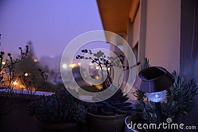 Succulent Plants Blossom, Rosemary, Home Balcony, Lighted Solar Lamp, Flowers Silhouettes Stock Photo