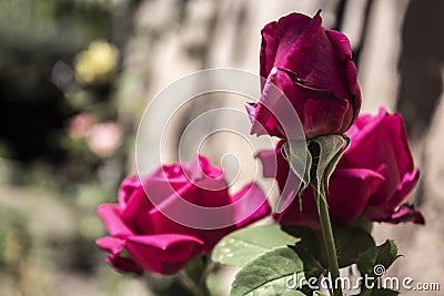 Blossom in summer Stock Photo