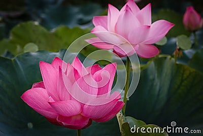 The Blossom Time-lapse of Lotus Flower Stock Photo