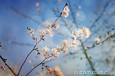 Beauty of Springtime and spring spirit Stock Photo