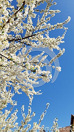 Blossom tree on a blue sky Stock Photo