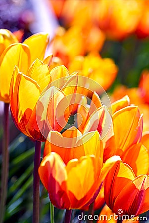 Blossom Tulips Closeup Stock Photo