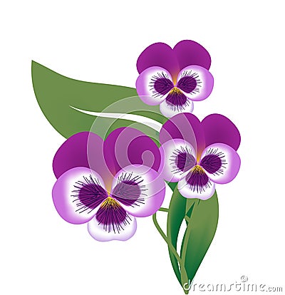 Blossom of violet flower Vector Illustration