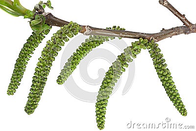 Blossom walnut branch Stock Photo