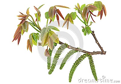 Blossom walnut branch Stock Photo