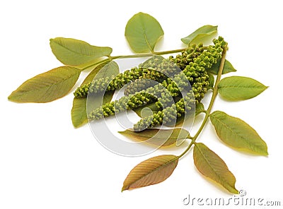 Blossom walnut and leaves Stock Photo