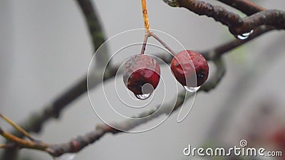 Blossom with water drop in winter, Fussen, Germany Stock Photo